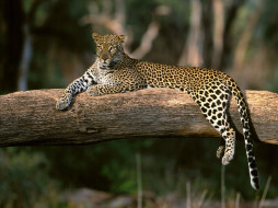 Lazy Leopard, Africa     1600x1200 lazy, leopard, africa, , 
