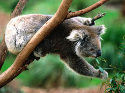 koala, greens, , 