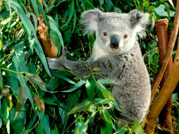 hanging, out, koala, , 