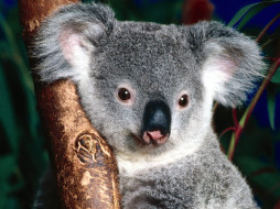 koala, bear, sitting, in, tree, , 