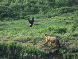 Brown Bear and Bald Eagle, Alaska     1600x1200 brown, bear, and, bald, eagle, alaska, , , 