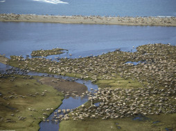 Caribou Herd, Arctic National Wildlife Refuge, Alaska     1600x1200 caribou, herd, arctic, national, wildlife, refuge, alaska, , 