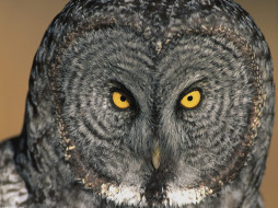 Eyes Have It, Great Grey Owl     1600x1200 eyes, have, it, great, grey, owl, , 