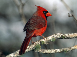 cardinal, , 