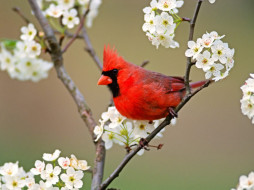 cardinal, among, pear, tree, blossoms, , 