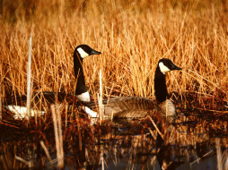 Canadian Geese, Seymour, Indiana     1600x1200 canadian, geese, seymour, indiana, , 