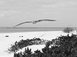 laysan, albatross, midway, island, pacific, ocean, , 