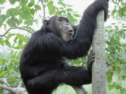Chimpanzee, Gombe National Park, Tanzania, Africa     1600x1200 chimpanzee, gombe, national, park, tanzania, africa, , 