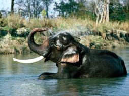 Refresher, Indian Elephant     1600x1200 refresher, indian, elephant, , 