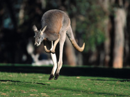 Hop To It, Red Kangaroo     1600x1200 hop, to, it, red, kangaroo, , 