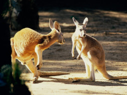 Kangaroo Conversation, Australia     1600x1200 kangaroo, conversation, australia, , 