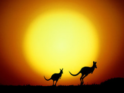 the, kangaroo, hop, australia, , 