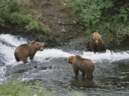 Meeting of Minds, Brown Bears, Alaska     1600x1200 meeting, of, minds, brown, bears, alaska, , 