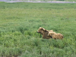 momma, and, her, cubs, brown, bears, alaska, , 