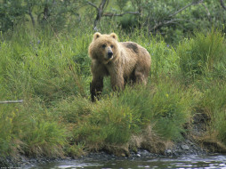 On the Watch, Brown Bear, Alaska     1600x1200 on, the, watch, brown, bear, alaska, , 