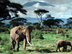 african, elephants, mount, kilimanjaro, africa, , 