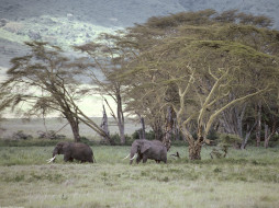African Elephant, Tanzania, Africa     1600x1200 african, elephant, tanzania, africa, , 