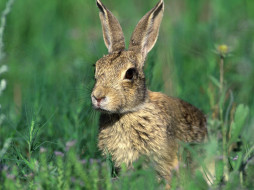 Cottontail Rabbit     1600x1200 cottontail, rabbit, , , 