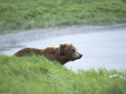 peaceful, moment, brown, bear, alaska, , 