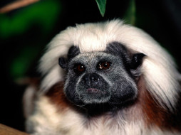 A Face Only Mom Could Love, Cotton-top Tamarin     1600x1200 face, only, mom, could, love, cotton, top, tamarin, , 