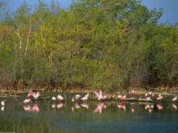 Roseate Spoonbills, Ding Darling National Refuge, Florida     1600x1200 roseate, spoonbills, ding, darling, national, refuge, florida, , , 