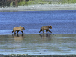 Roaming the Wild, Grizzly Bears     1600x1200 roaming, the, wild, grizzly, bears, , 