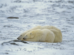 polar, bear, cuddle, , 