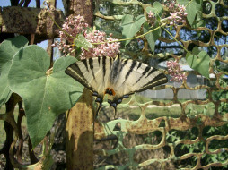 , Jphiclides padalirius L. (Papilio)     1280x960 , jphiclides, padalirius, papilio, , 