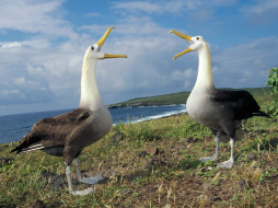 courtship, display, waved, albatross, galapagos, , 