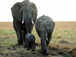 Family Ties, African Elephants     1600x1200 family, ties, african, elephants, , 