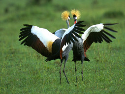crowned, cranes, in, full, splendor, , 