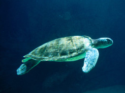 Steady Momentum, Green Sea Turtle     1600x1200 steady, momentum, green, sea, turtle, , 
