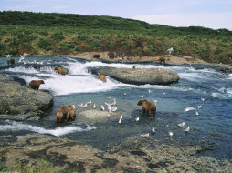 The Gathering, McNeil River, Alaska     1600x1200 the, gathering, mcneil, river, alaska, , 