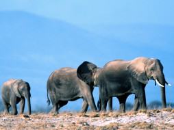 Elephant Walk     1600x1200 elephant, walk, , 