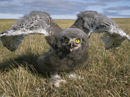 Snowy Owl, Alaska     1600x1200 snowy, owl, alaska, , 