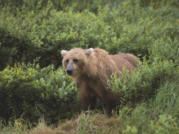 Wet and Wild, Brown Bear, Alaska     1600x1200 wet, and, wild, brown, bear, alaska, , 