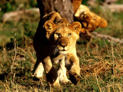 Curiosity, African Lion Cubs     1600x1200 curiosity, african, lion, cubs, , 