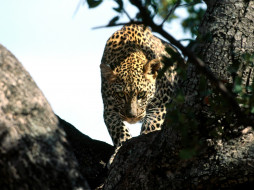 Silent Prowler, African Leopard     1600x1200 silent, prowler, african, leopard, , 