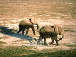 On the Move, African Elephants     1600x1200 on, the, move, african, elephants, , 