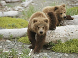 alaskan, playtime, brown, bear, cubs, , 