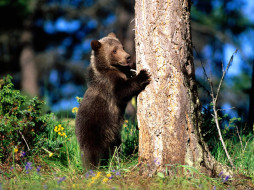 Bear Hug, Grizzly Bear Cub     1600x1200 bear, hug, grizzly, cub, , 