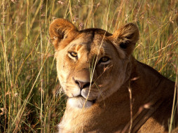 Lion, Masai Mara Game Reserve, Kenya     1600x1200 lion, masai, mara, game, reserve, kenya, , 