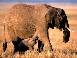 Pachyderm Parenting, African Elephants     1600x1200 pachyderm, parenting, african, elephants, , 