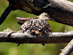Hummer nesting     1600x1200 hummer, nesting, , 