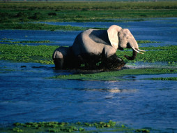 relaxing, bath, african, elephant, , 
