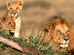 Father Figure, African Lions     1600x1200 father, figure, african, lions, , 