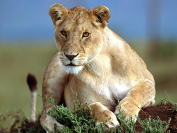 Predatory Stare, Lioness     1600x1200 predatory, stare, lioness, , 