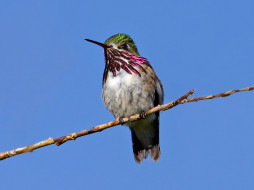 calliope, hummingbird, , 