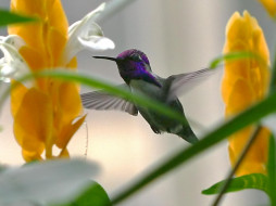 Costa hummingbird     1600x1200 costa, hummingbird, , 