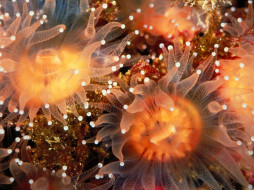 Golden Cup Coralls, Anacapa Island, California     1024x768 golden, cup, coralls, anacapa, island, california, , , 